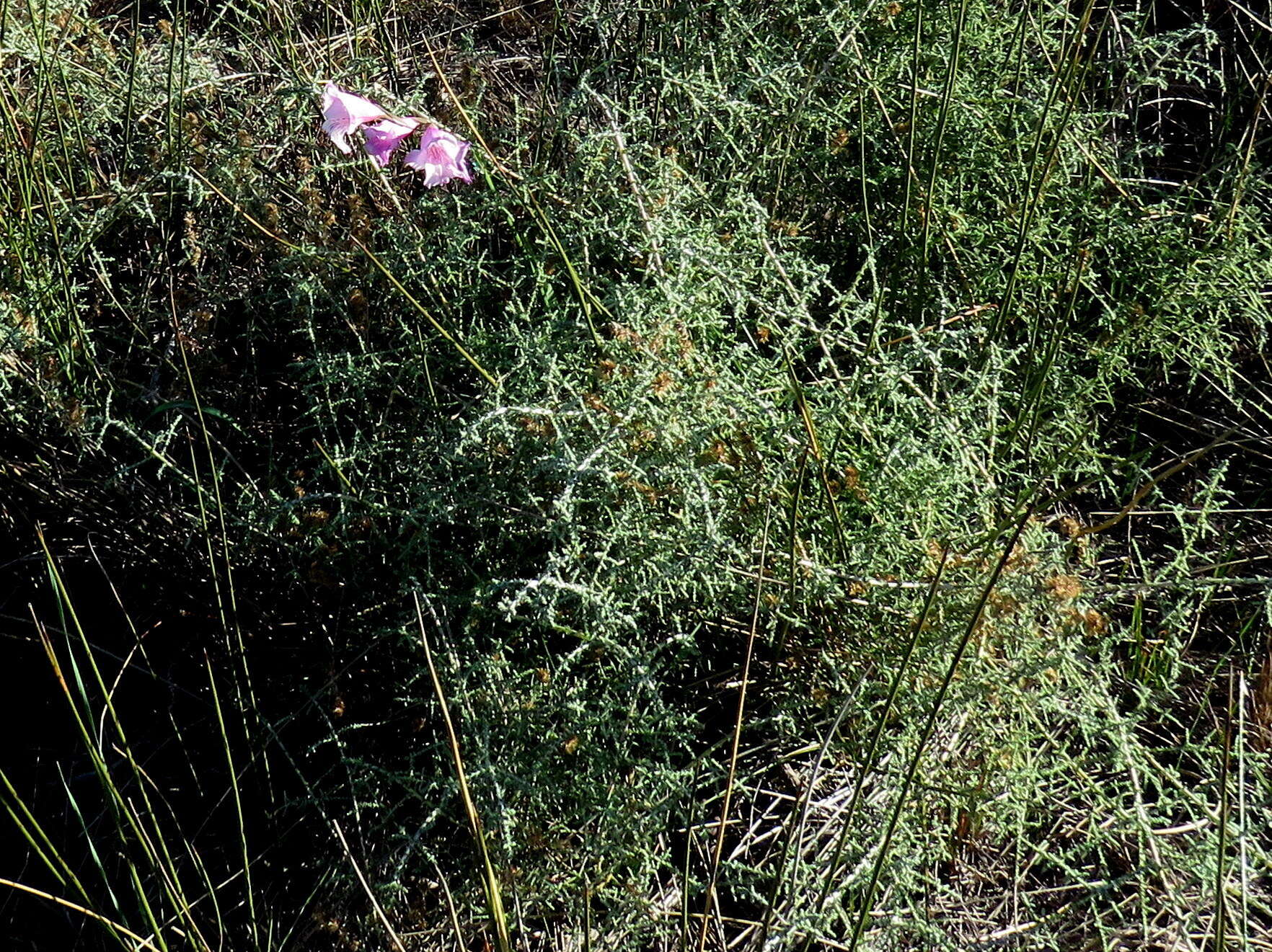 Imagem de Gladiolus hirsutus Jacq.