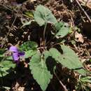 Sivun Viola prionantha subsp. confusa (Champion ex Benth.) Y. S. Chen kuva
