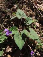 Image of Viola prionantha subsp. confusa (Champion ex Benth.) Y. S. Chen