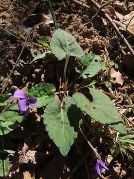 Image de Viola prionantha Bunge