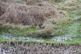 Image of Black-tailed Crake