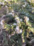 Image of pine barren goldenrod