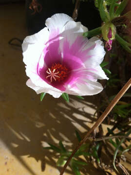 Image of Moss-rose Purslane