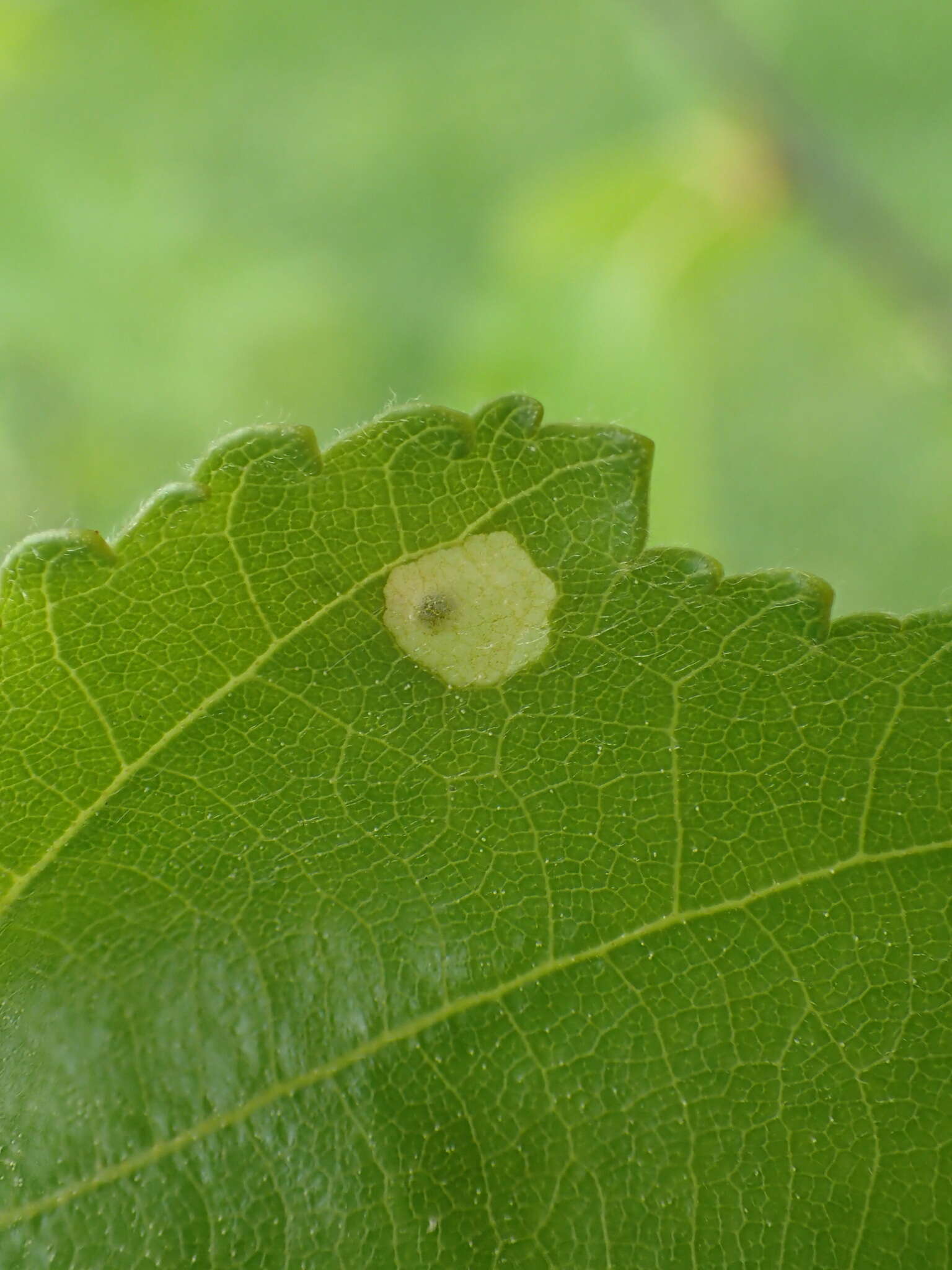 Image of Casebearer moth