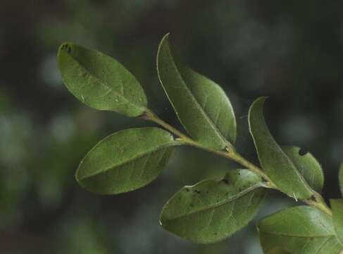 Image of Diospyros whyteana (Hiern) F. White