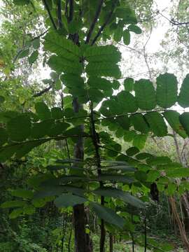 صورة Comocladia macrophylla (Hook. & Arn.) L. Riley