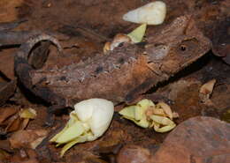 Image of Plated Leaf Chameleon