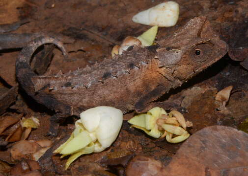 Plancia ëd Brookesia stumpffi Boettger 1894