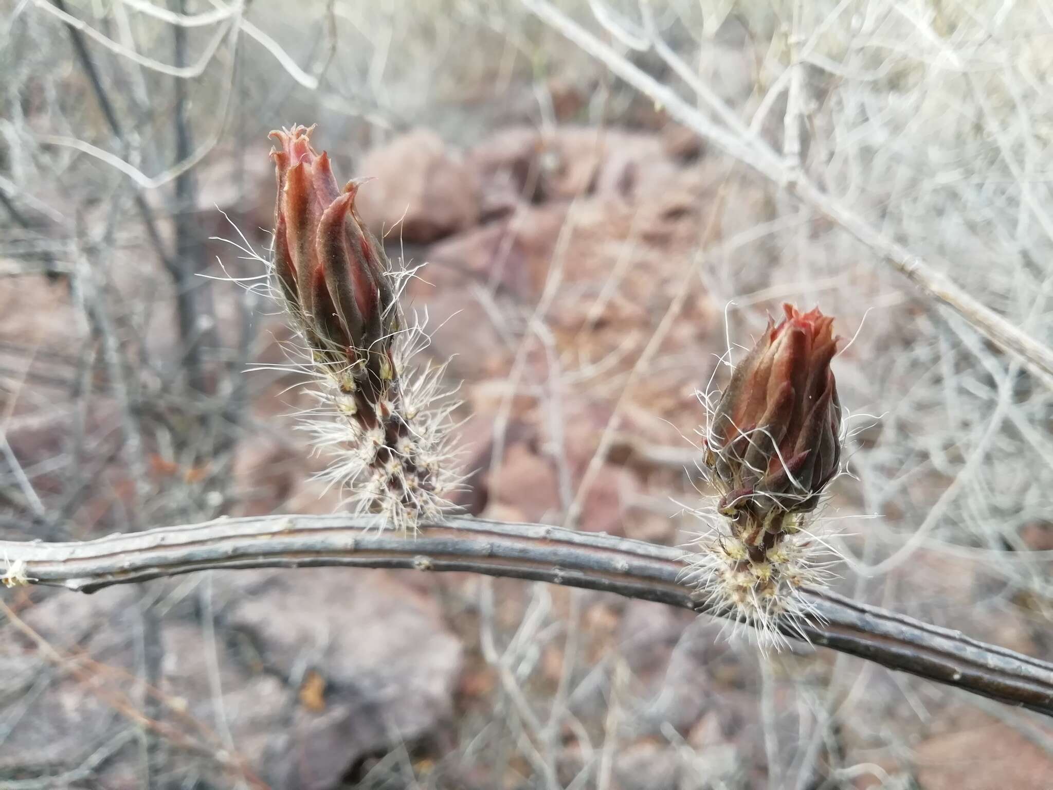 Peniocereus striatus (Brandegee) Buxb. resmi