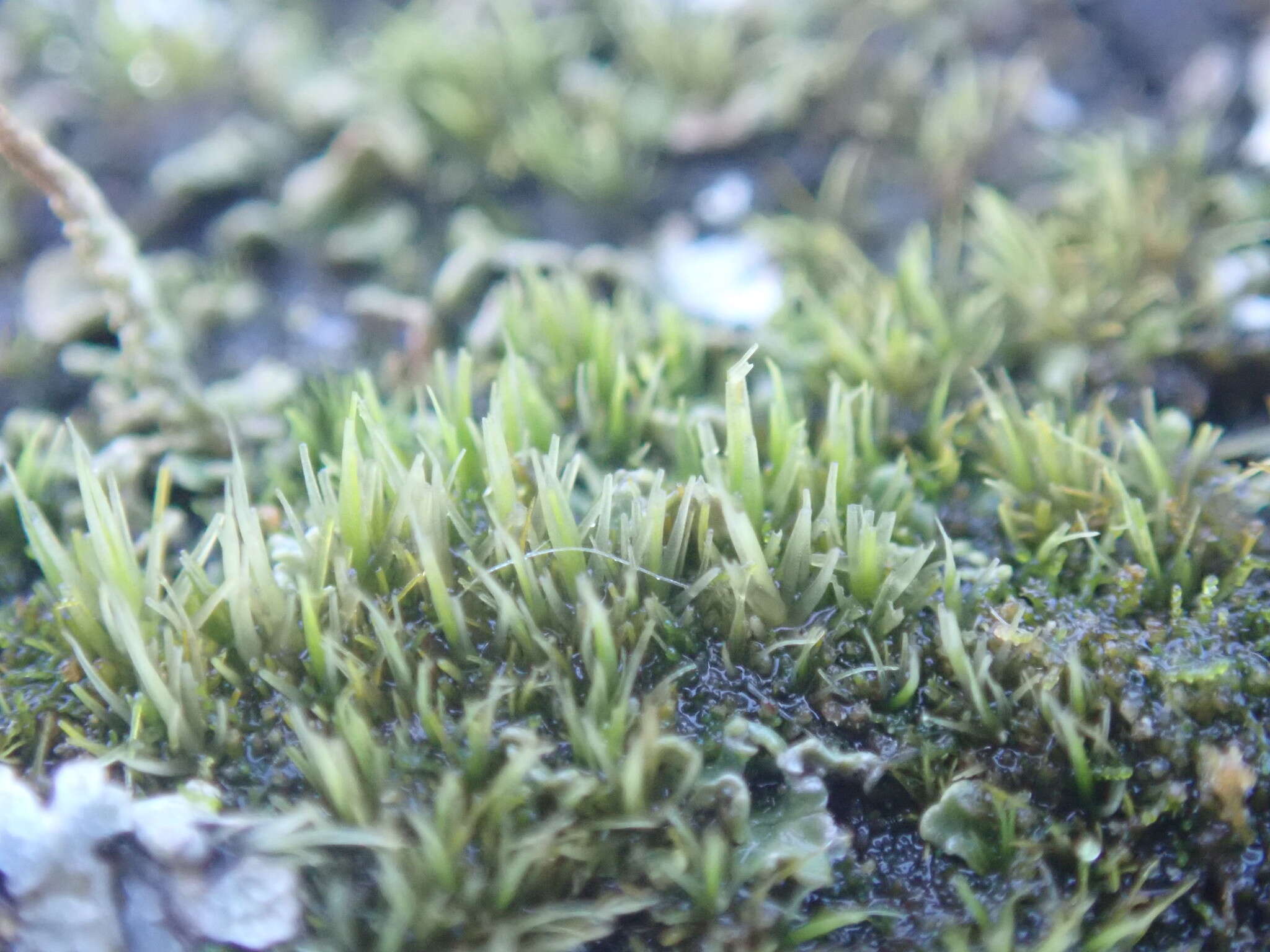 Image of dicranum moss