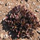 Image of Crassula atropurpurea var. cultriformis (Friedr.) Tölken