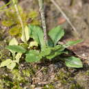 Image of Pterostylis clivosa