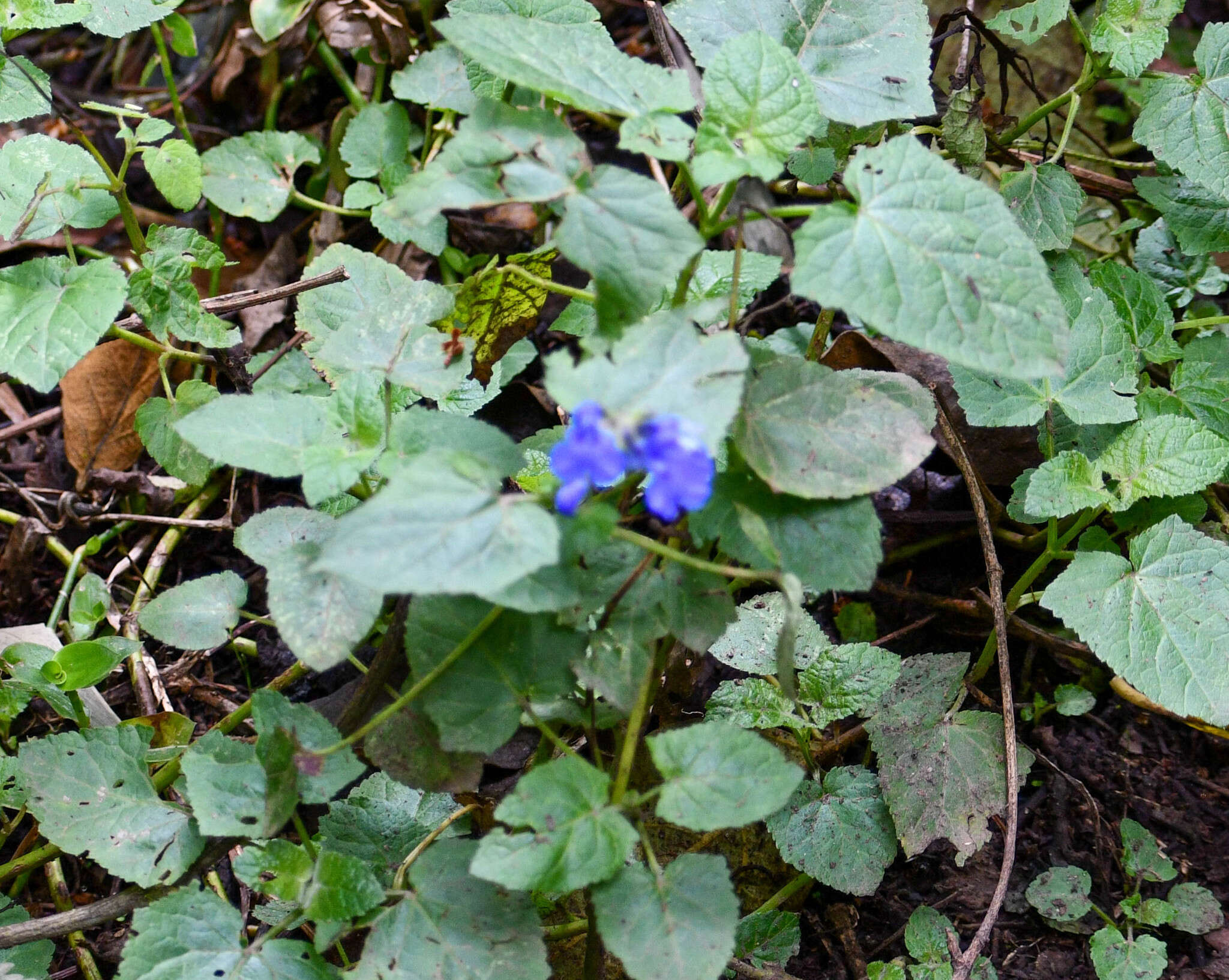 Salvia scutellarioides Kunth resmi