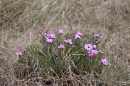 Image de Adenium obesum subsp. swazicum (Stapf) G. D. Rowley