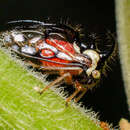 Image of Cyphonia trifida Fabricius