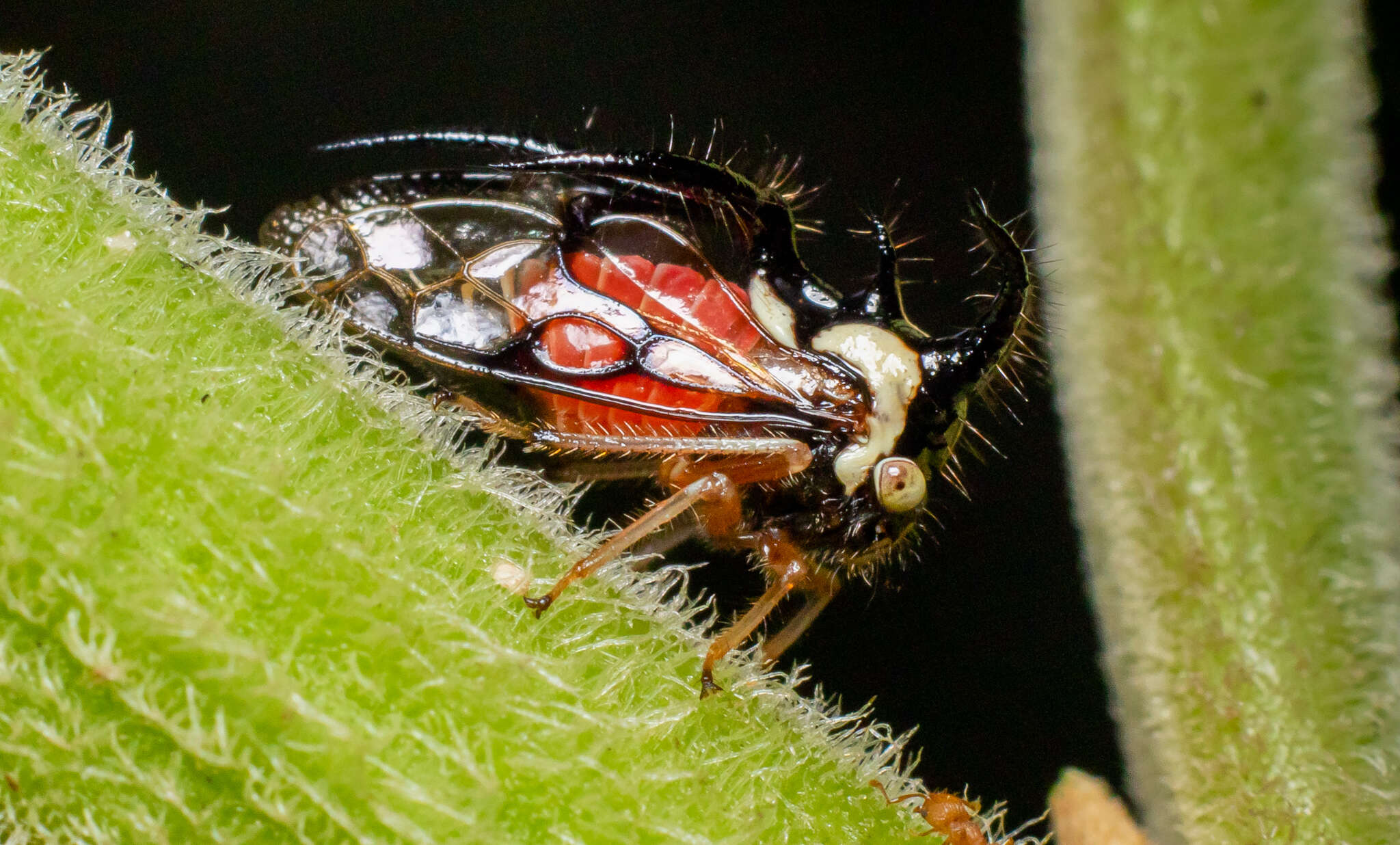 Imagem de Cyphonia trifida Fabricius