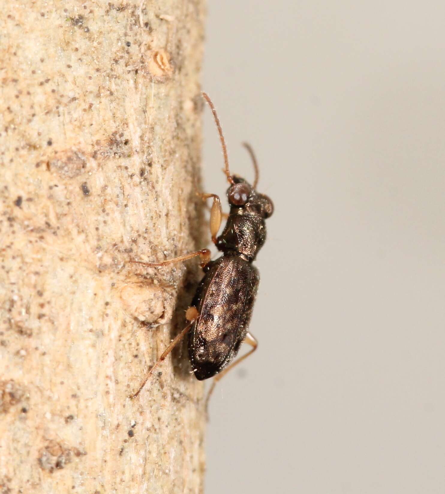 Image of Asaphidion curtum (Heyden 1870)