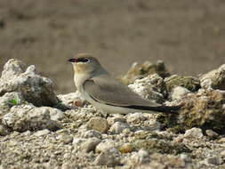 Image of Little Pratincole