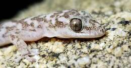 Image of Peninsula Leaf-toed Gecko