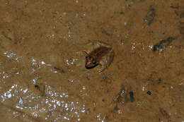 Image of Hensel’s Swamp Frog