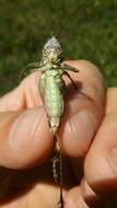 Image of Gray locust