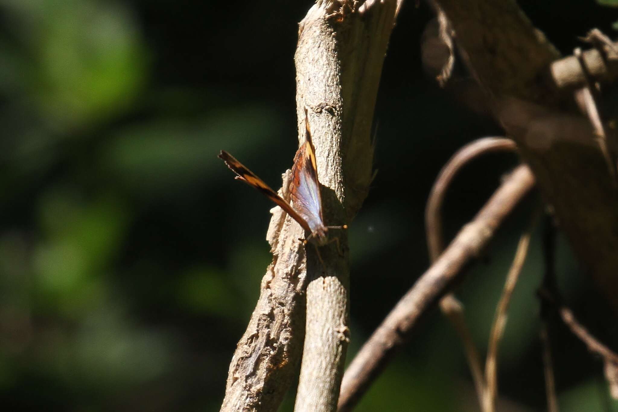 Plancia ëd Bolboneura sylphis veracruzana Draudt 1931