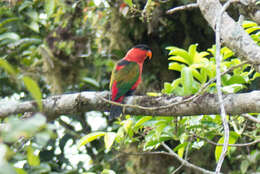 Слика од Lorius lory (Linnaeus 1758)