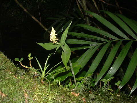 Imagem de Aspidogyne querceticola (Lindl.) Meneguzzo