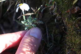 Image of Leucanthemopsis alpina subsp. alpina