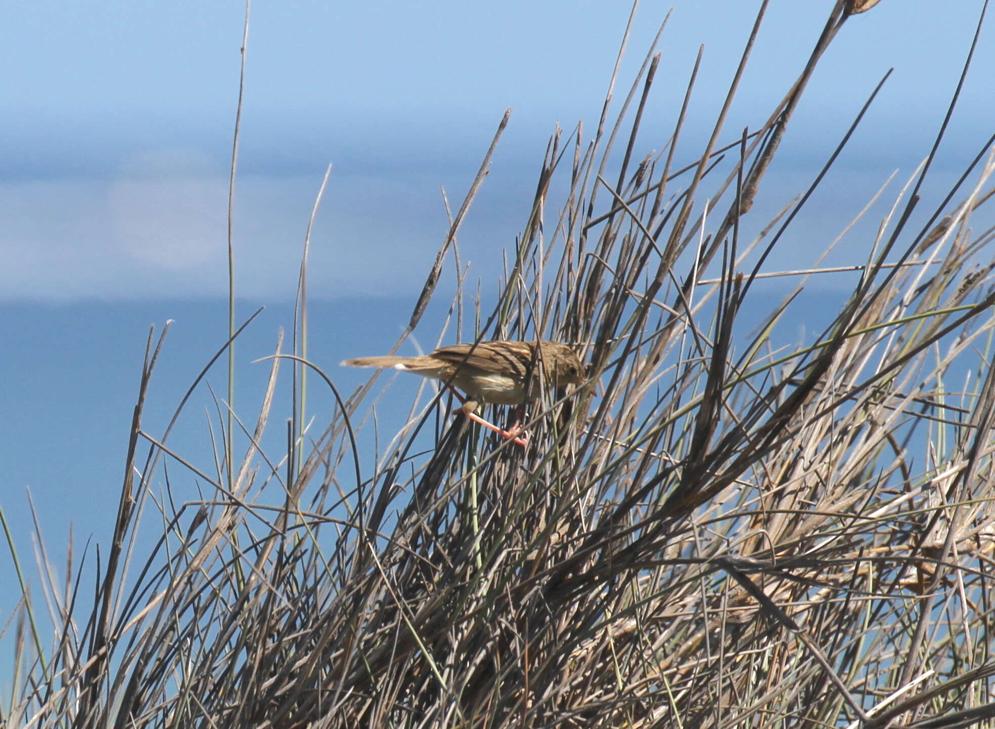 Image of Madagascan Cisticola