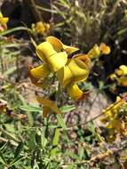 Image of Crotalaria lanceolata subsp. lanceolata