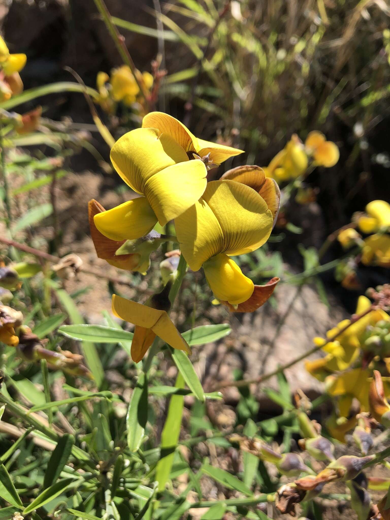 Image of Crotalaria lanceolata subsp. lanceolata