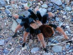 Image of Mexican redleg tarantula