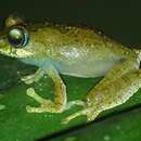 Image of Boophis picturatus Glaw, Vences, Andreone & Vallan 2001