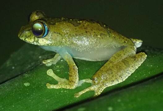 صورة Boophis picturatus Glaw, Vences, Andreone & Vallan 2001