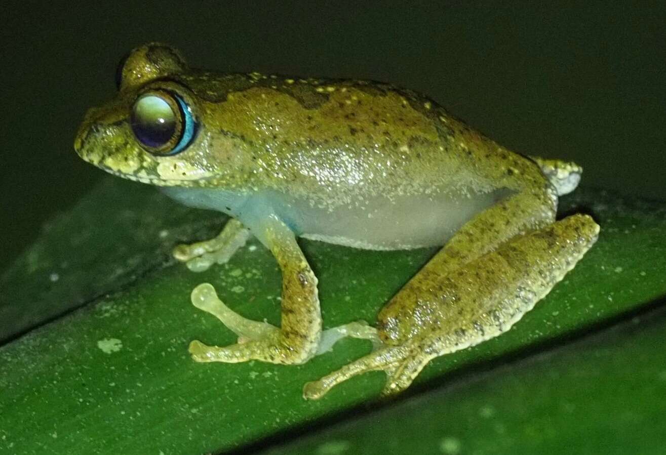 Image of Boophis picturatus Glaw, Vences, Andreone & Vallan 2001