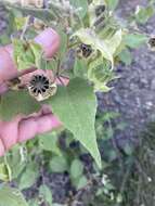 Image of Abutilon dugesii S. Wats