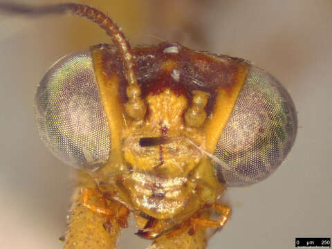 Image of Campion callosus Lambkin 1986