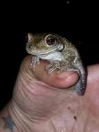 Image of Black-spotted Casque-headed Treefrog