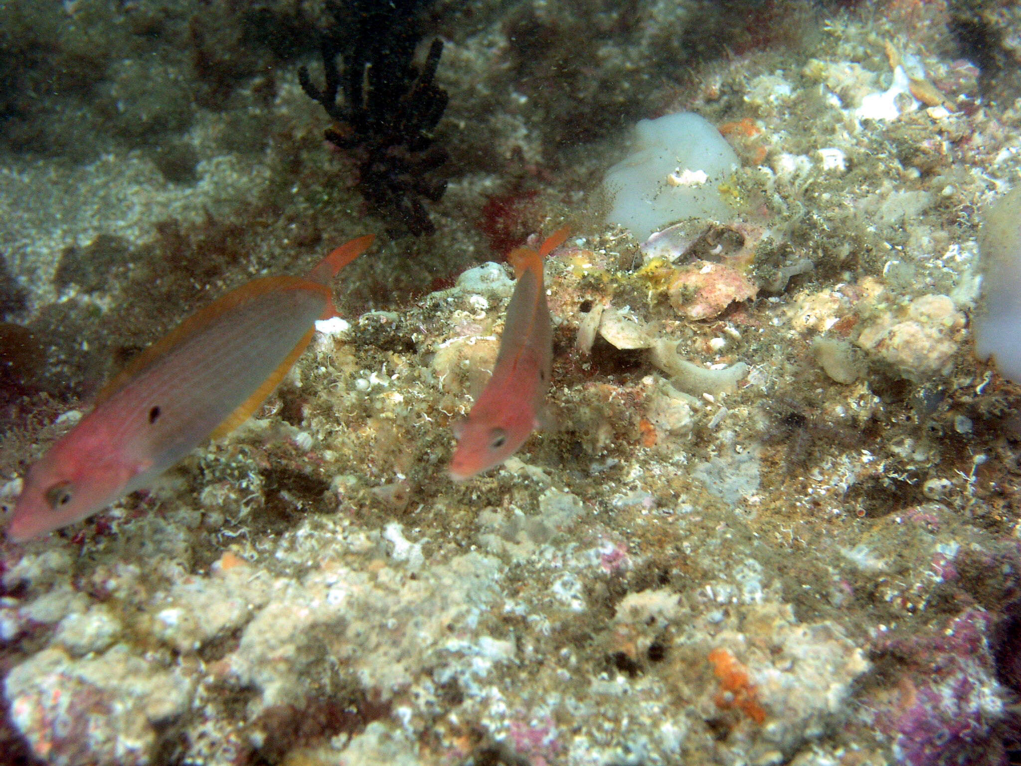 Image of Chameleon wrasse