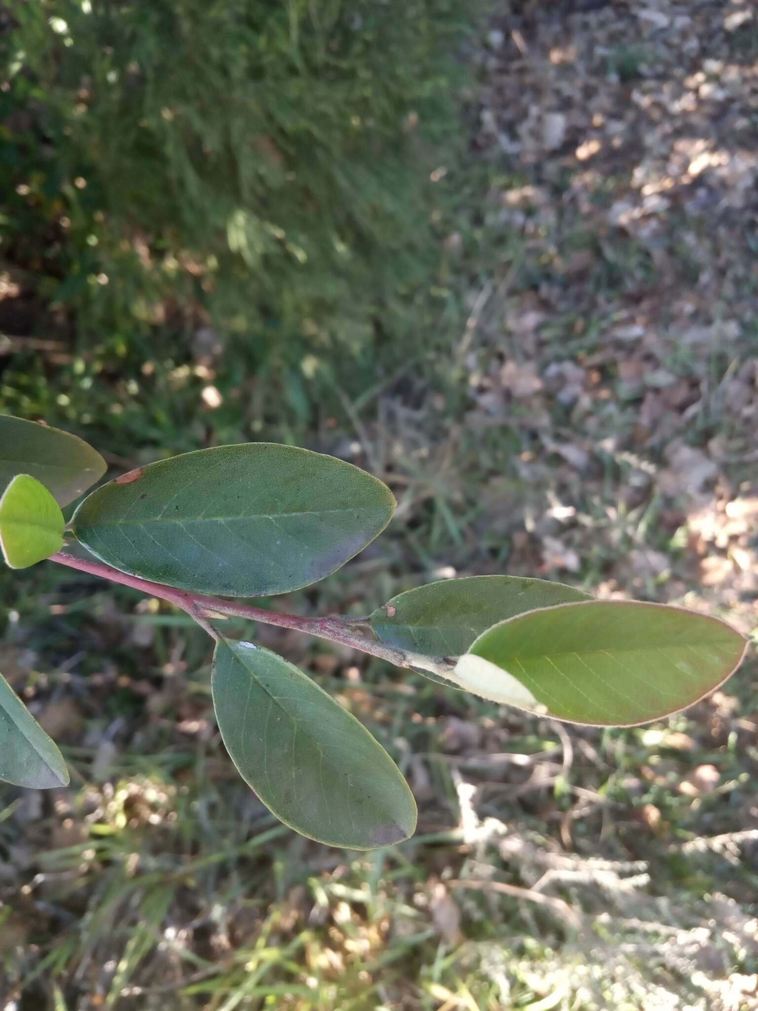 Sivun Cotoneaster pannosus Franch. kuva