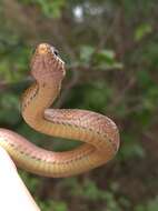 Image of Japanese Keelback