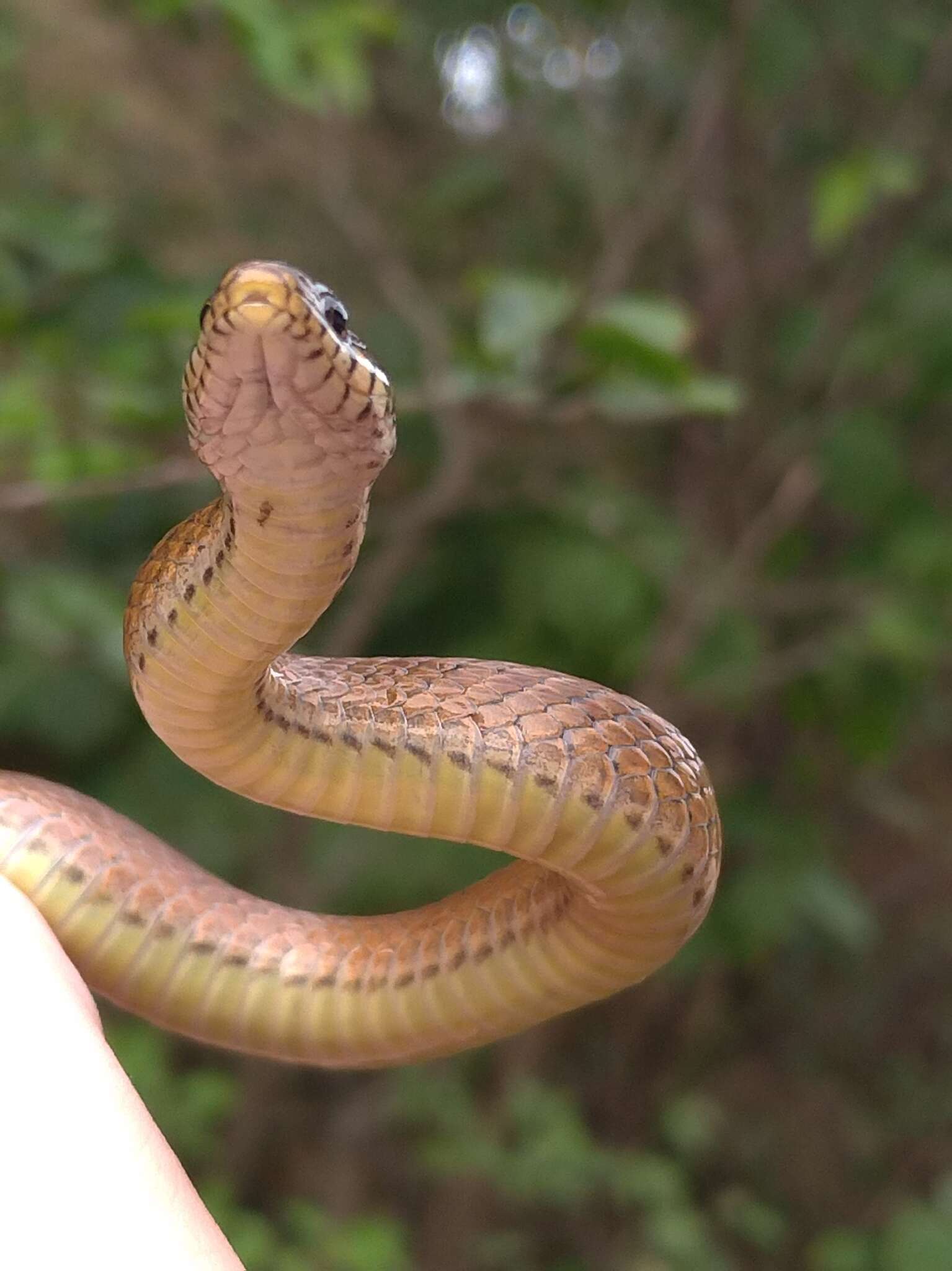 Image of Japanese Keelback