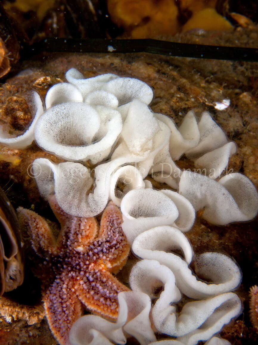 Image of barnacle-eating onchidoris