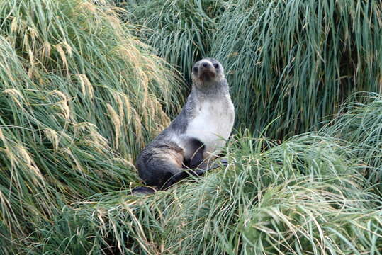 Image of Amsterdam Island Fur Seal