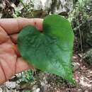 Dioscorea convolvulacea Cham. & Schltdl. resmi