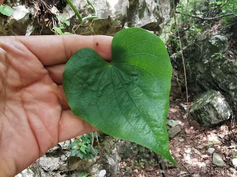 صورة Dioscorea convolvulacea Cham. & Schltdl.