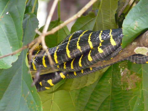 Image of Gold-ringed Cat snake