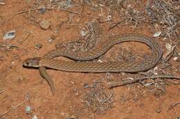 Image of Black-headed Scaly Foot