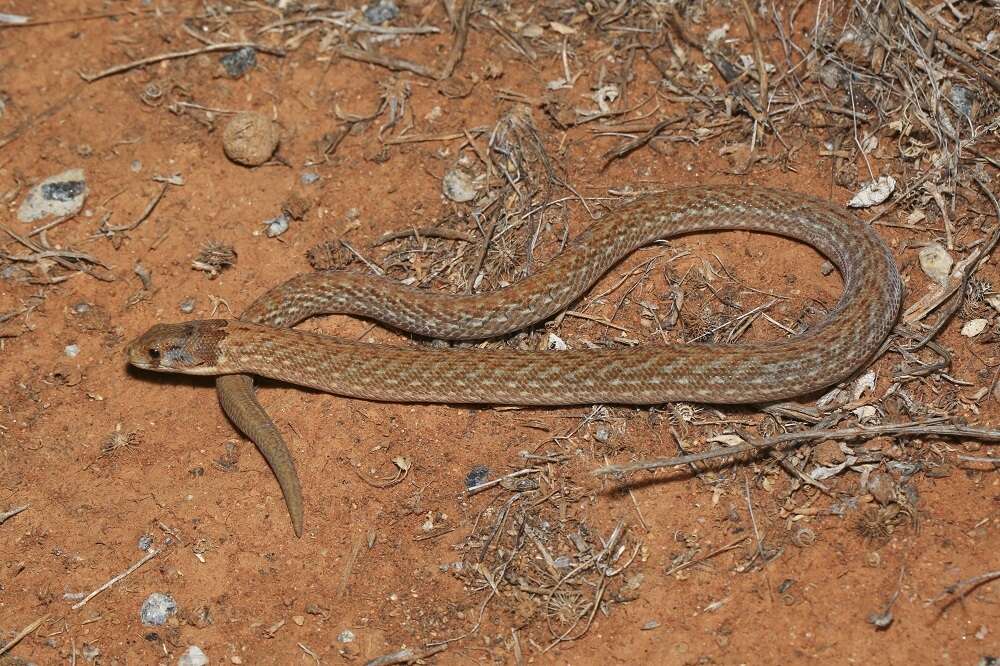 Image of Black-headed Scaly Foot